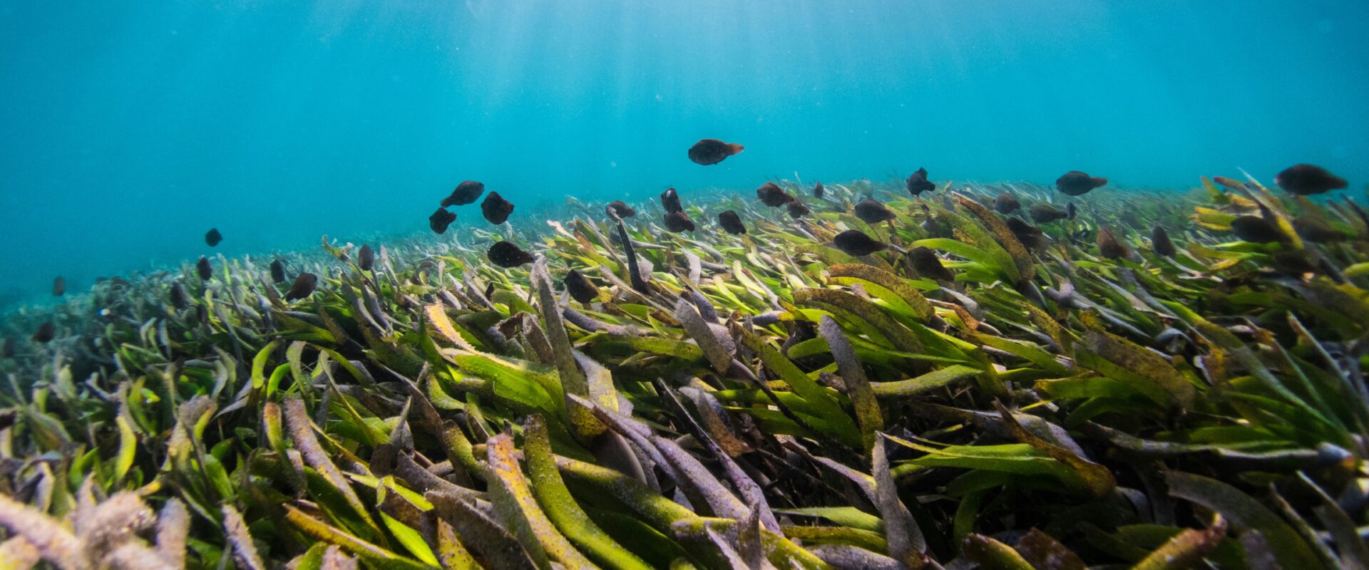 Underwater-Green-Plant-scaled